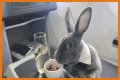 Bunny in a bow tie lives the high life flying business class with owner and being served nuts by stewardesses