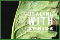 Does Sulphur Kill Aphids? - Kylon Powell