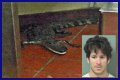 Florida Man Throws Crocodile In Drive Thru