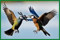 Are birds fighting or mating?