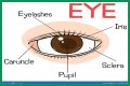 Body part with a pupil