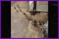 Rats Run Out From Under Homeless Person's Blanket on NYC Subway Platform