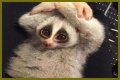 These 9 Adorable Animals Should Actually Terrify You